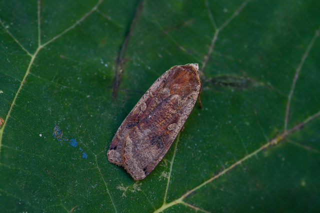 Noctua pronuba - nagy sárgafűbagoly