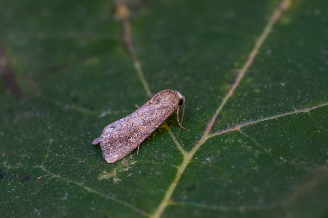 Spodoptera exigua - apró jegyesbagoly