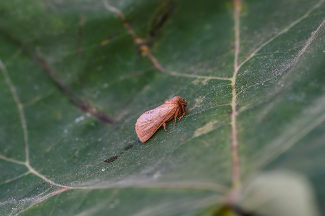 Triodia sylvina - kis gyökérrágólepke