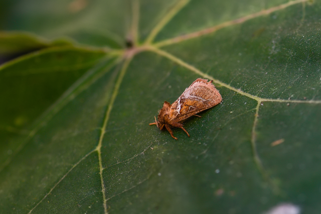 Triodia sylvina - kis gyökérrágólepke