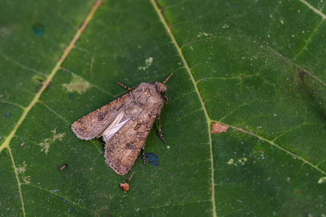 Agrotis segetum - vetési földibagoly