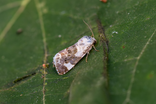 Acontia lucida - fehér nappalibagoly