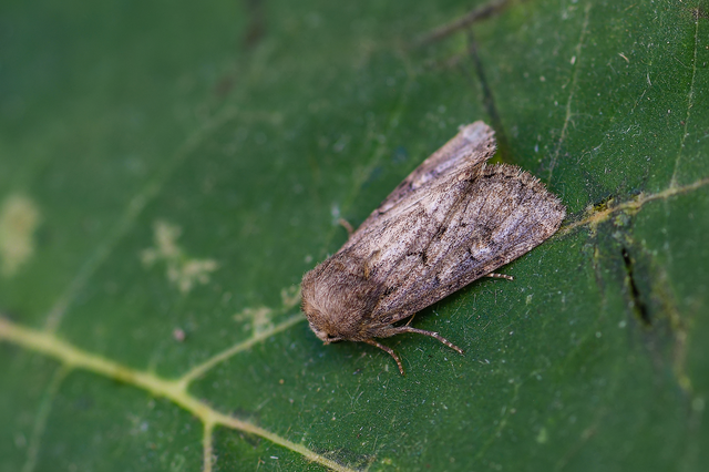 Luperina testacea - barnás szürkebagoly