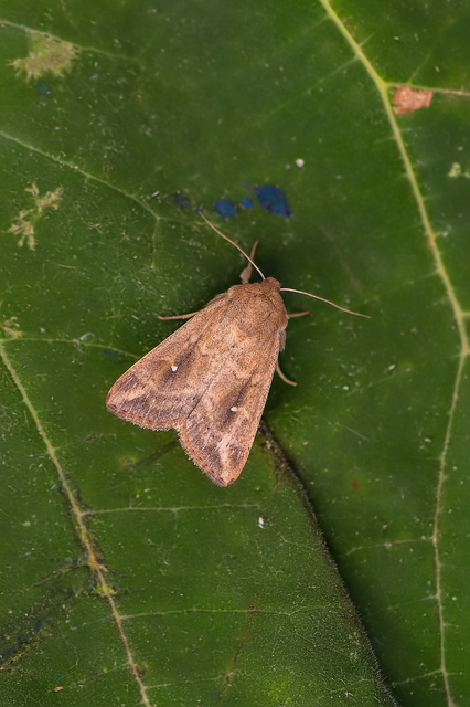 Mythimna albipuncta - fehérpettyes rétibagoly