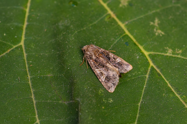 Sideridis rivularis - vörhenyes szegfűbagoly