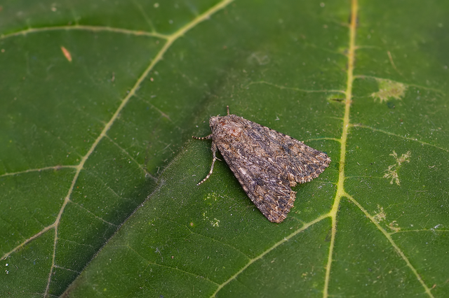 Hadula trifolii - lóherebagoly Hadula trifolii - lóherebagoly
