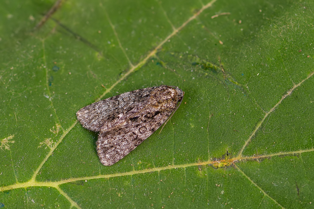 Acronicta rumicis - sóska-szigonyosbagoly