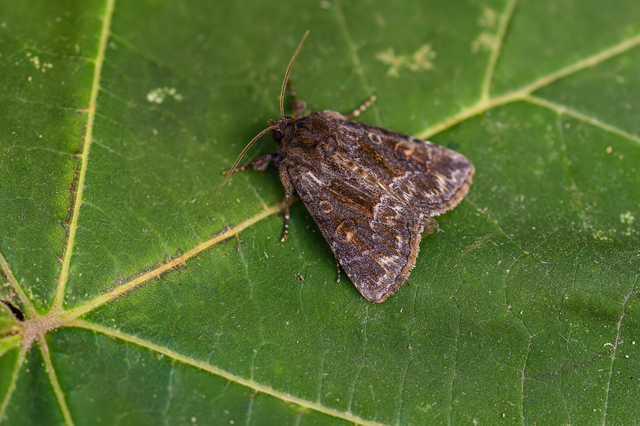 Thalpophila matura - fakó erdeibagoly