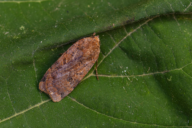 Noctua interposita - köztes sárgafűbagoly