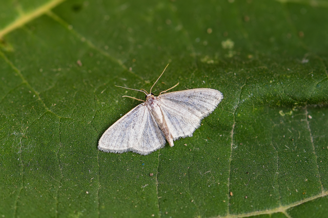 Idaea subsericeata - ötvonalas apróaraszoló