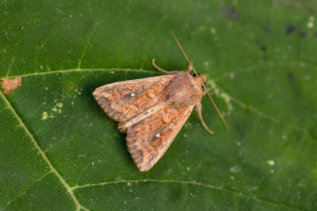 Mythimna albipuncta - fehérpettyes rétibagoly