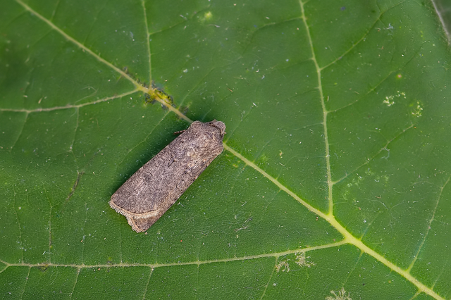 Agrotis segetum - vetési földibagoly