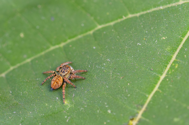 Carrhotus xanthogramma - rozsdás ugrópók
