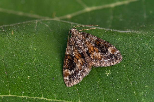 Thera variata - változékony fenyőaraszoló