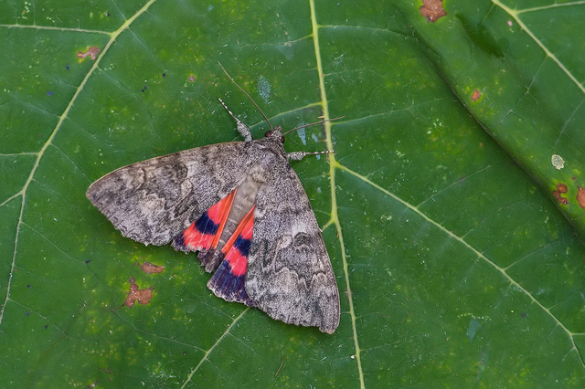 Catocala nupta - piros övesbagoly