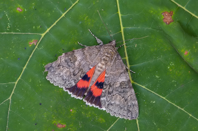 Catocala nupta - piros övesbagoly