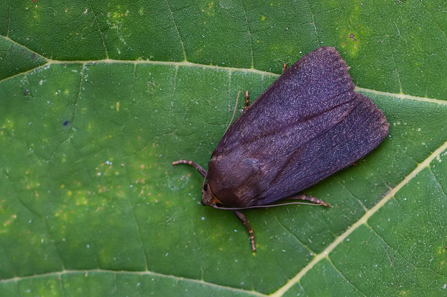 Amphipyra livida - zsírfényű bagoly