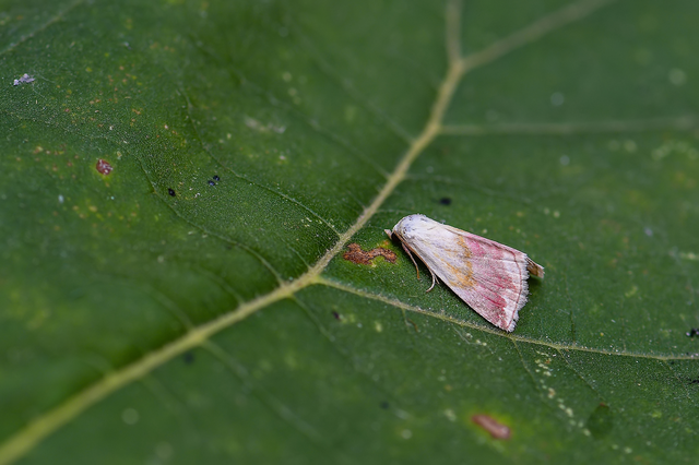 Eublemma purpurina - bíboros törpebagoly