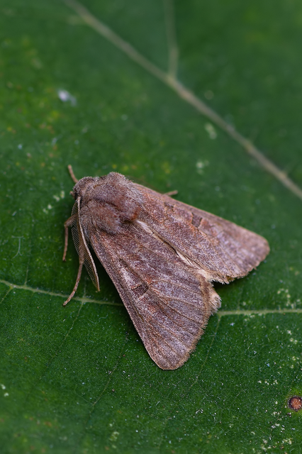 Episema