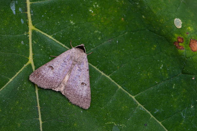 Lygephila craccae - gyakori csüdfűbagoly