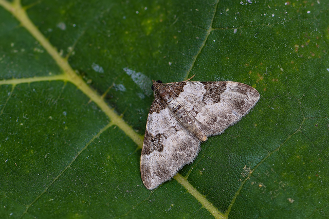 Xanthorhoe fluctuata - közönséges tarkaaraszoló