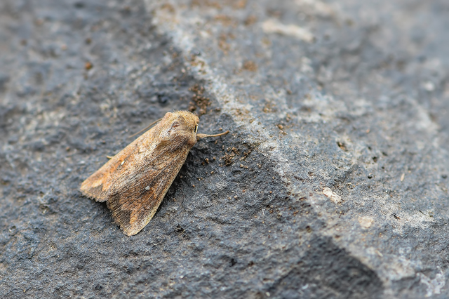Mythimna albipuncta - fehérpettyes rétibagoly