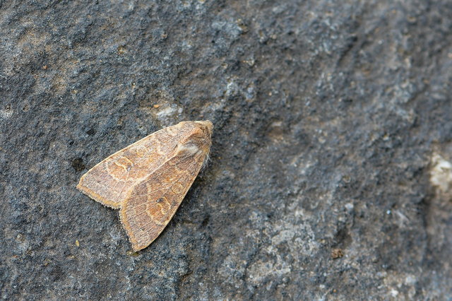 Cirrhia ocellaris - fakó sárgabagoly