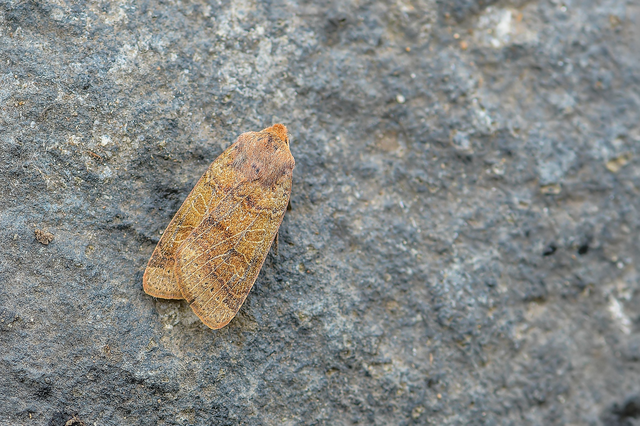 Anchoscelis nitida - rozsdabarna őszibagoly