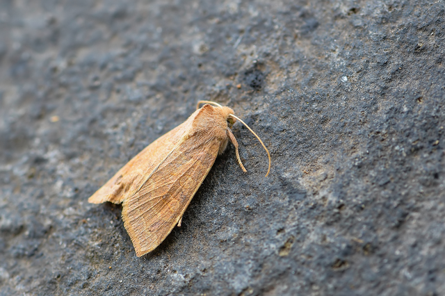 Cirrhia ocellaris - fakó sárgabagoly