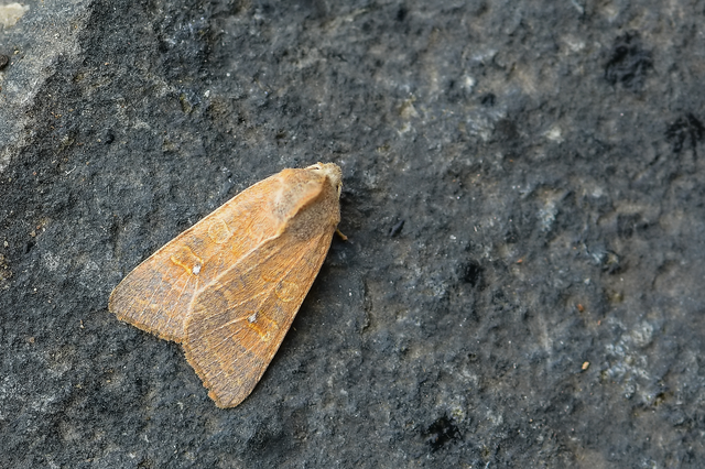 Cirrhia ocellaris - fakó sárgabagoly