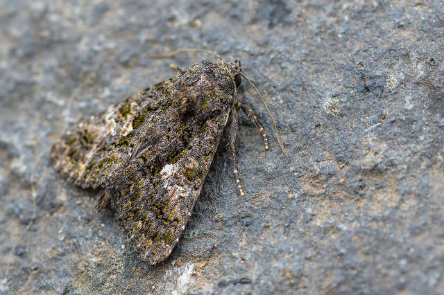 Anophia leucomelas - déli folyófűbagoly