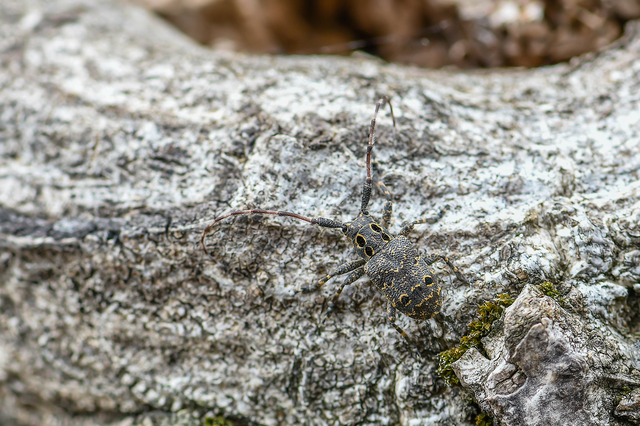 Mesosa curculionoides - szemfoltos cincér
