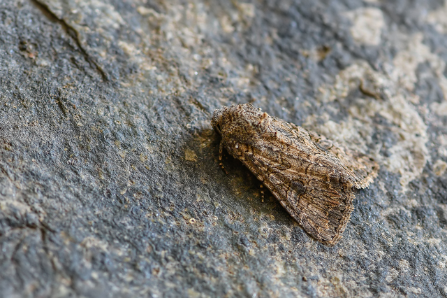 Hadula trifolii - lóherebagoly Hadula trifolii - lóherebagoly