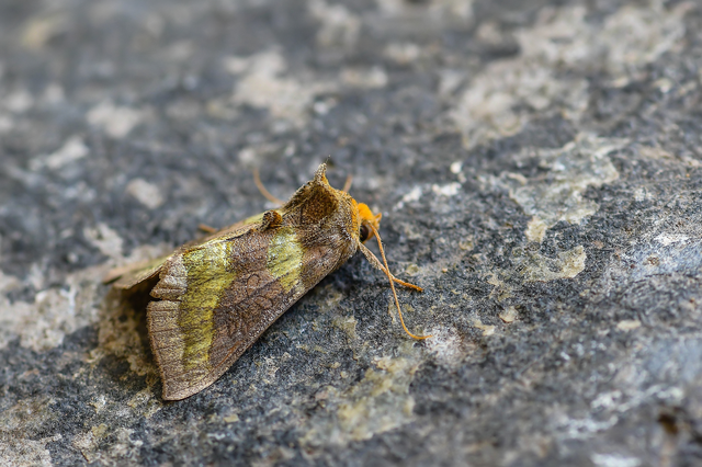 Diachrysia chrysitis - aranybagoly