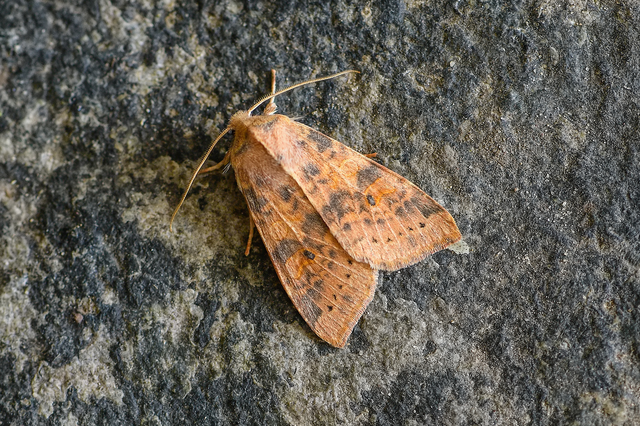 Cirrhia ocellaris - fakó sárgabagoly