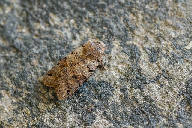 Anchoscelis litura - tarka őszibagoly