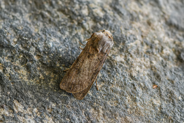 Agrotis segetum - vetési földibagoly