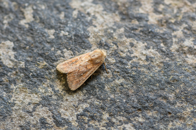 Mythimna albipuncta - fehérpettyes rétibagoly