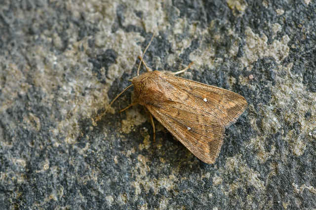Mythimna albipuncta - fehérpettyes rétibagoly