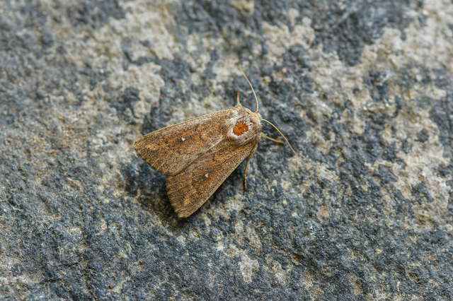Mythimna albipuncta - fehérpettyes rétibagoly