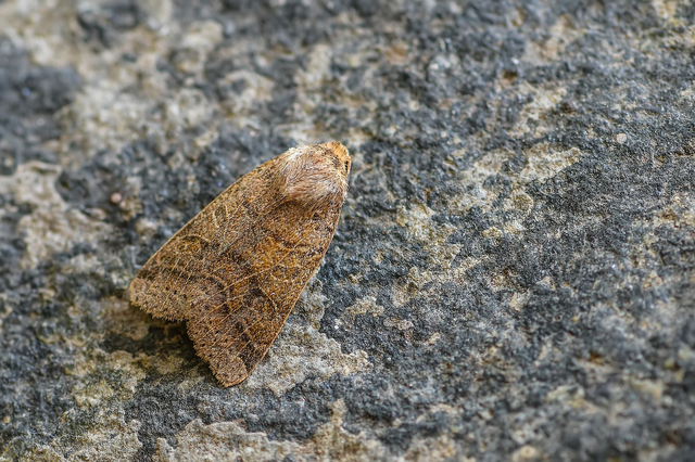 Anchoscelis nitida - rozsdabarna őszibagoly