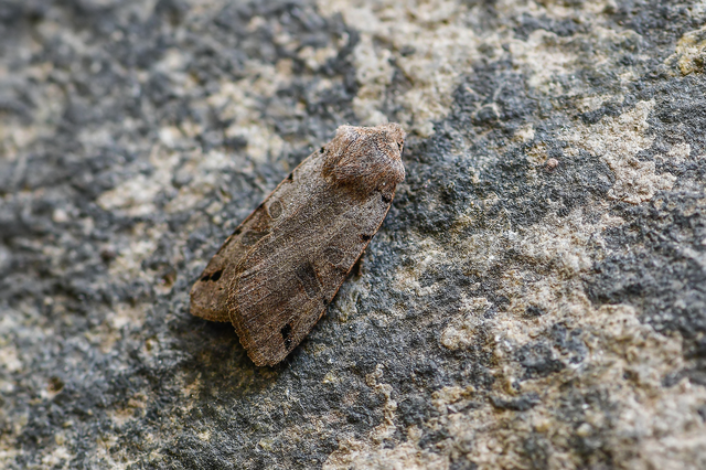 Anchoscelis litura - tarka őszibagoly
