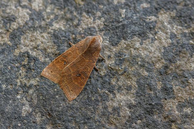 Cirrhia ocellaris - fakó sárgabagoly