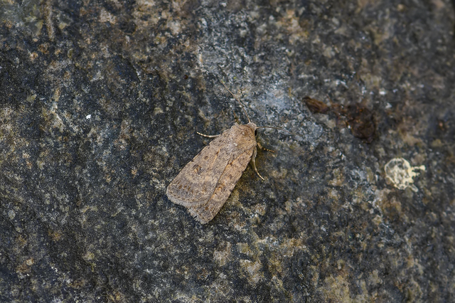 Paradrina clavipalpis - közönséges selymesbagoly