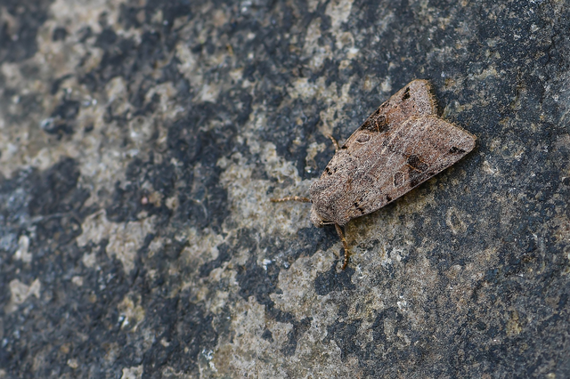 Anchoscelis litura - tarka őszibagoly