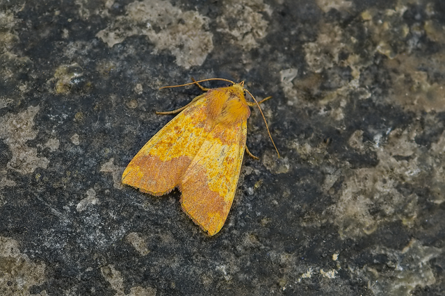 Tiliacea aurago - aranyló sárgabagoly