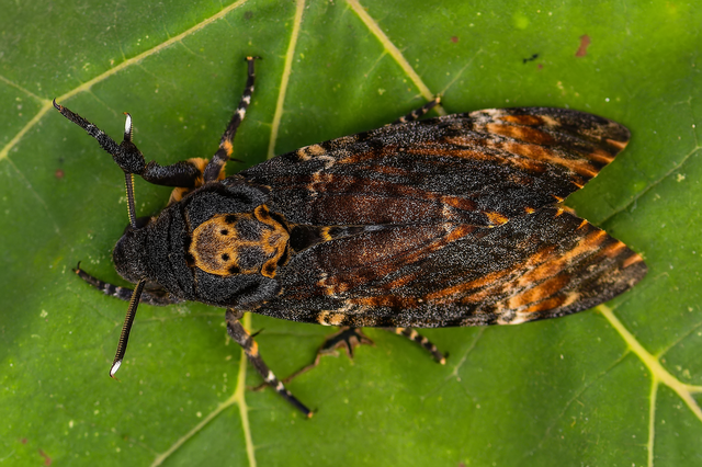 Acherontia atropos - halálfejes lepke