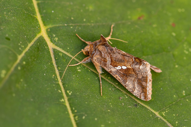 Chrysodeixis chalcites - déli aranybagoly