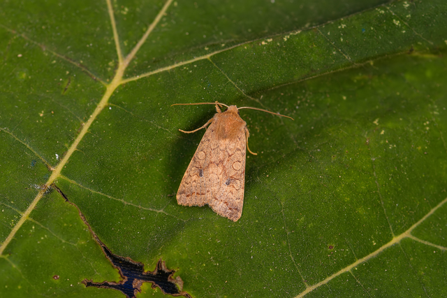 Sunira circellaris - okkersárga őszibagoly Sunira circellaris - okkersárga őszibagoly