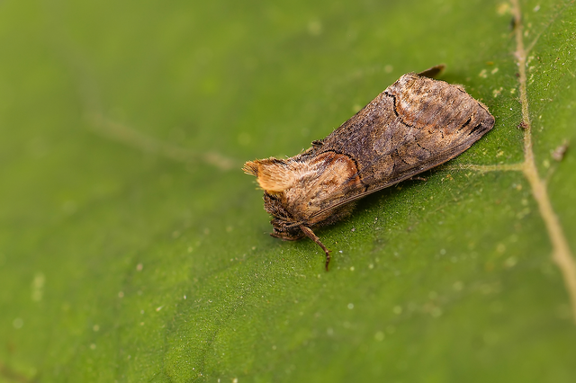 Abrostola triplasia - közönséges csalánbagoly
